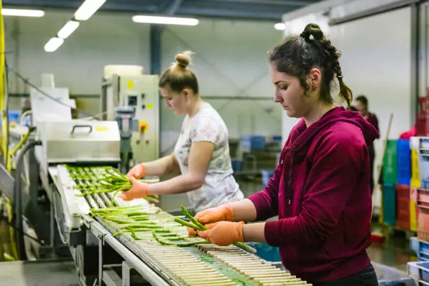 Lire la suite à propos de l’article Recruter dans l’Agriculture : L’Importance des Intérimaires et des Ouvriers Roumains