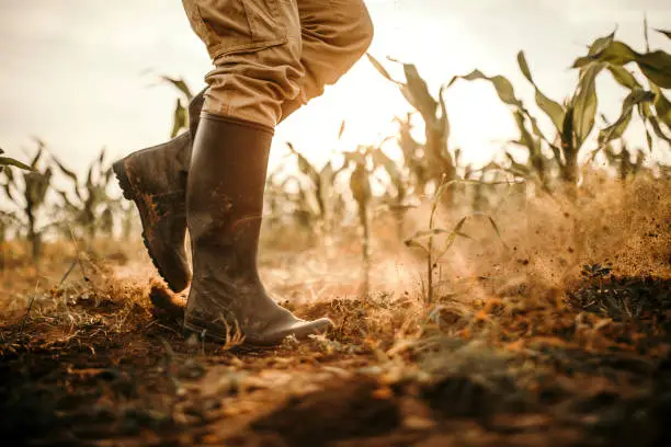 ouvrier agricole roumain