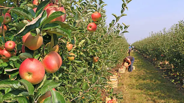 Travailleurs Roumains pour l'Agriculture