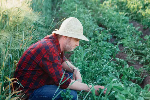 Lire la suite à propos de l’article Recrutement d’Ouvriers Agricoles Roumains en Europe