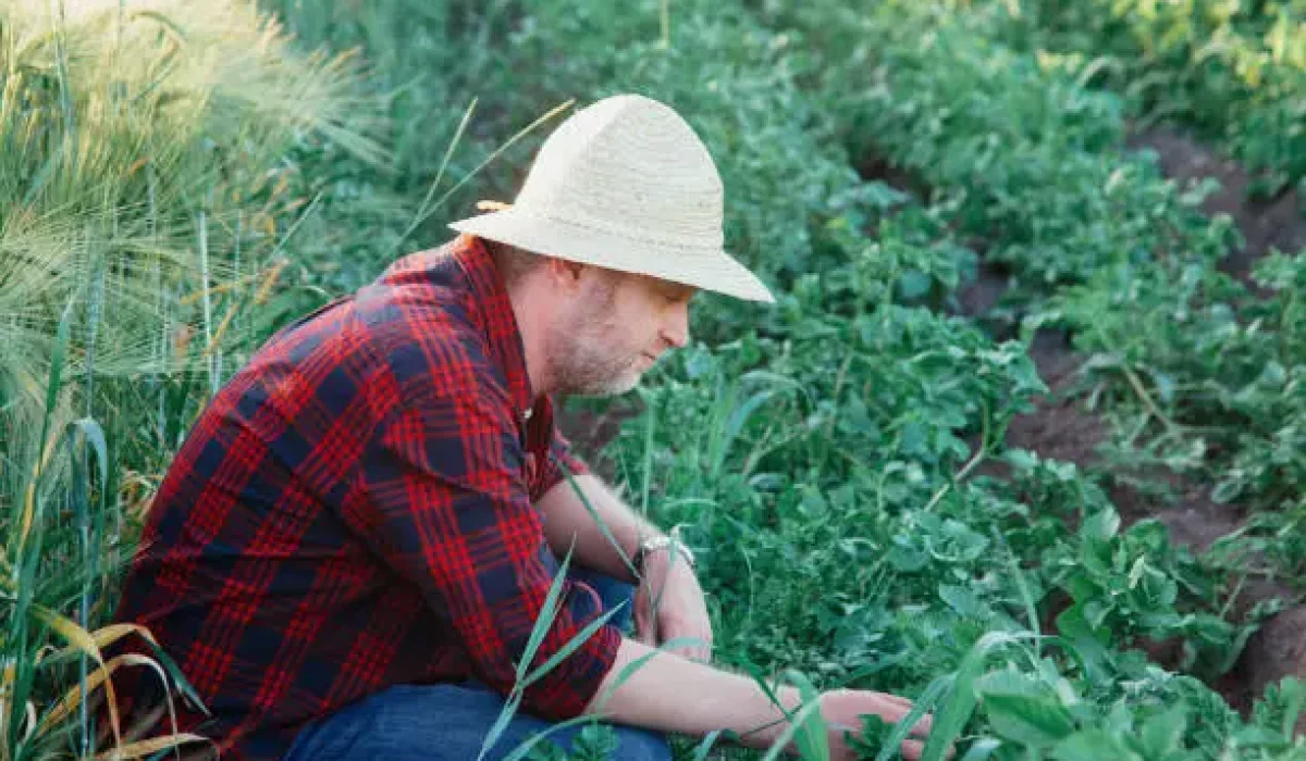 recrutement d'ouvriers agricoles roumains